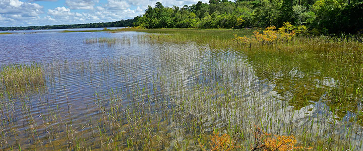 NC Conservation Tax Credit: How Landowners Can Save by Protecting Their Land