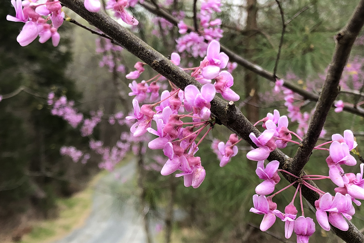 Cane Creek Mountain Natural Area in N.C. Nearly Doubles in Size