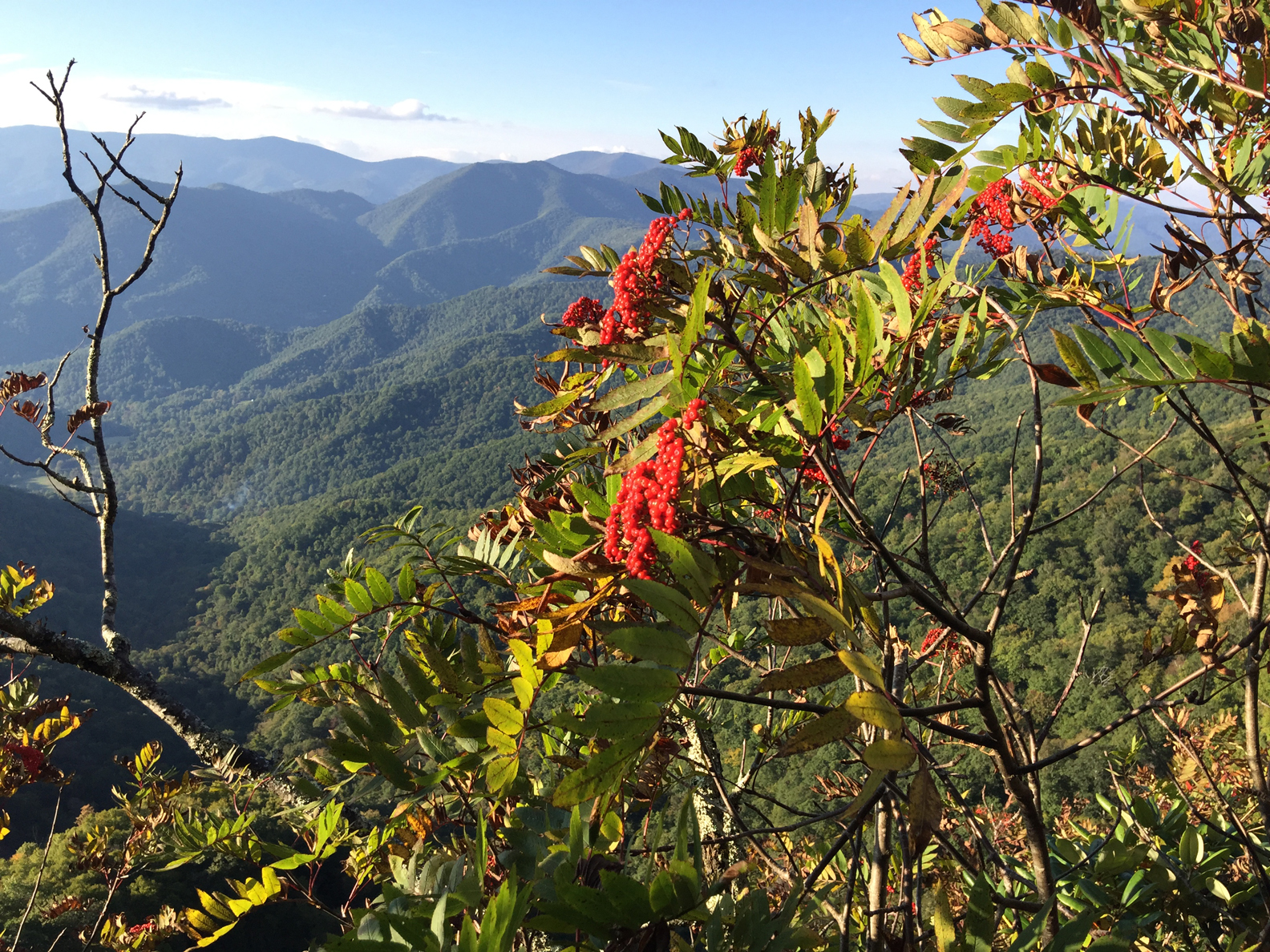 Southern Appalachian Highlands Conservancy Announces Roan Highlands Protection