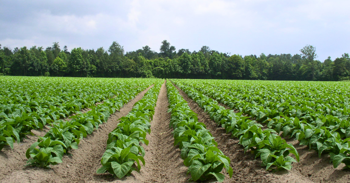 Johnston County’s Farmland is Threatened, But There is Hope