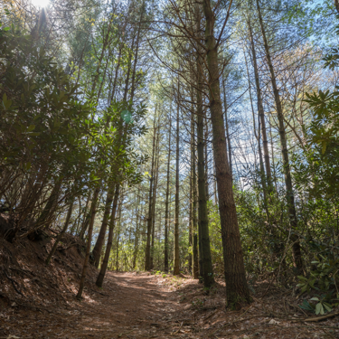 East Fork Headwaters_NC_(c)_Steve Orr201705090_ (3)